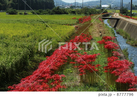 畦道の彼岸花 8777796