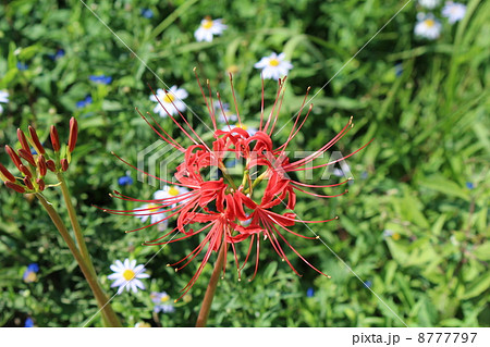 彼岸花と草花 彼岸花と草花 8777797