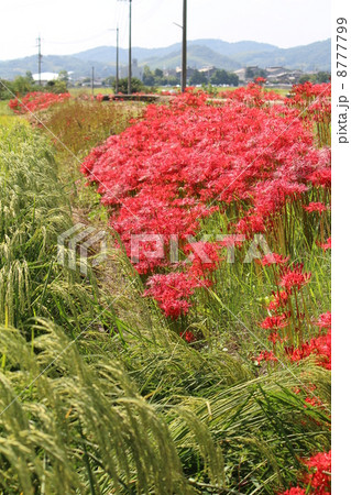畦道の彼岸花 8777799