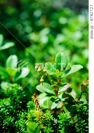 コケモモ　花言葉：心痛のなぐさめ　A Tree of cowberry 8782727
