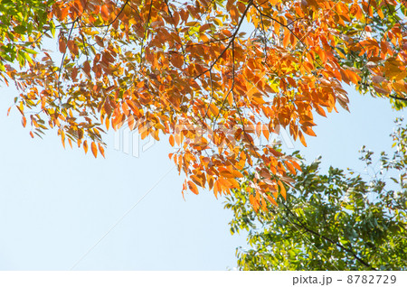 ケヤキの紅葉 ケヤキの紅葉 8782729