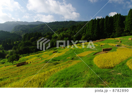 大山千枚田 8782890