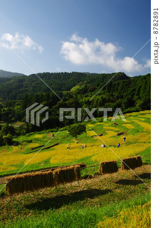 大山千枚田 8782891