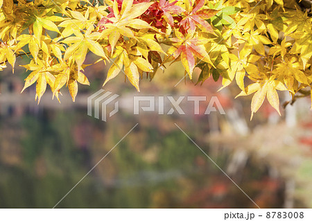愛知の紅葉 愛知の紅葉 8783008