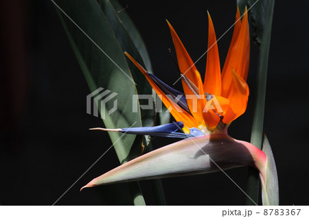 ストレチア 8783367