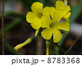 オキザリス 8783368