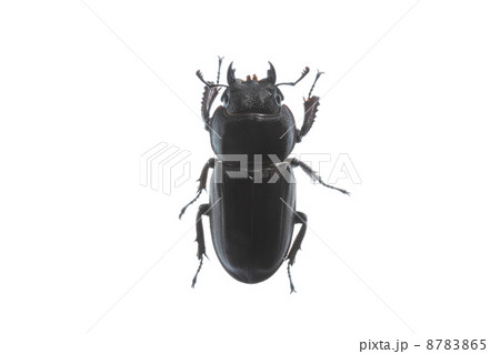 白背景のメスのヒラタクワガタ 8783865