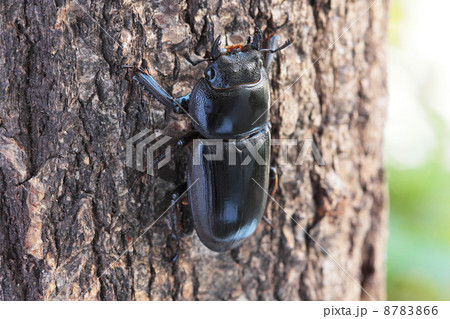 木を登るヒラタクワガタのメス 8783866