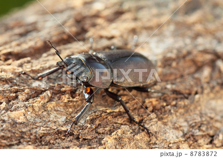 コクワガタのメス 8783872
