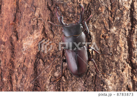 木を登るコクワガタのオス 8783873