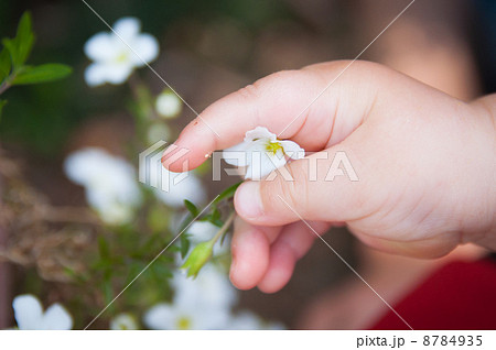 花を掴む赤ちゃんの手の写真素材