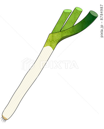 長ネギ 長ネギ 8784987