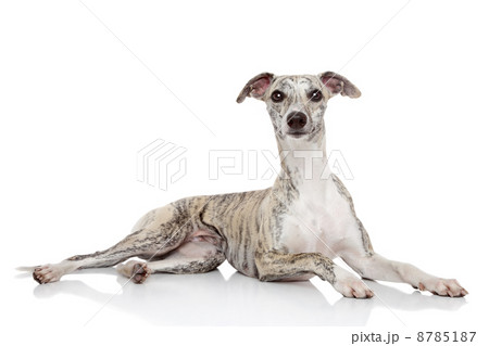Whippet on white background Whippet on white background 8785187