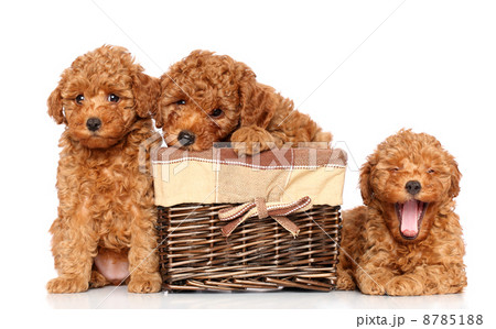 Toy poodle puppies 8785188