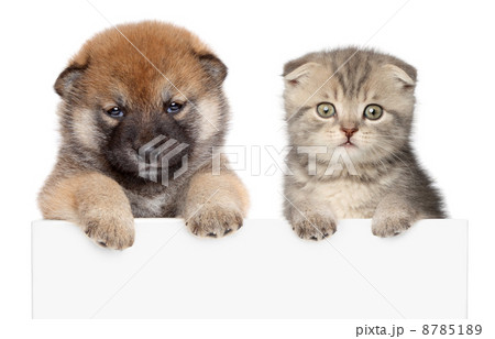 Puppy and kitten show paws above white banner 8785189