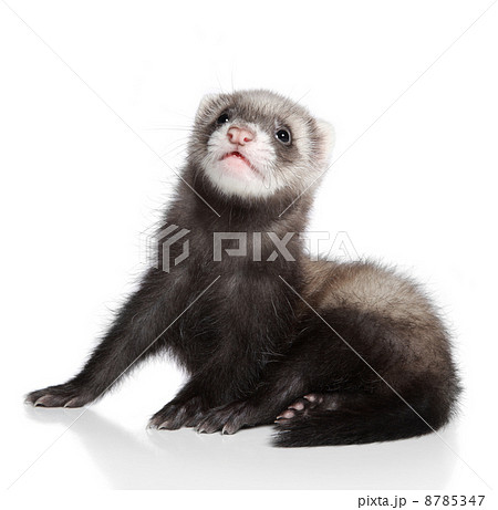Ferret puppy 8785347