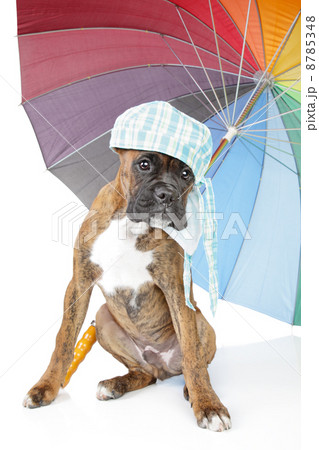 Boxer puppy with umbrella on a white background 8785348