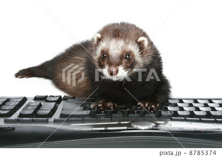 Frerrets typing on keyboard Frerrets typing on keyboard 8785374