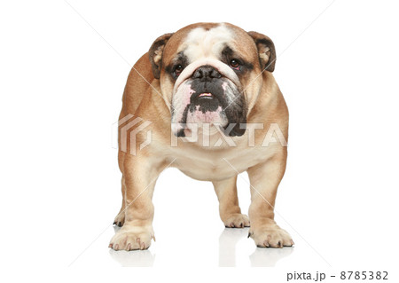 English bulldog. Front view 8785382