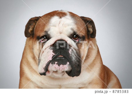 English bulldog on grey background 8785383