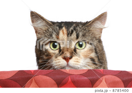 Cat peeping out of the basket Cat peeping out of the basket 8785400