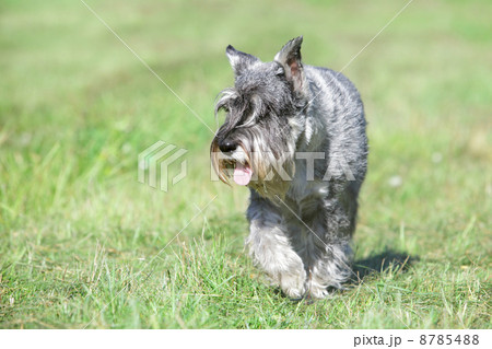 Schnauzer running 8785488