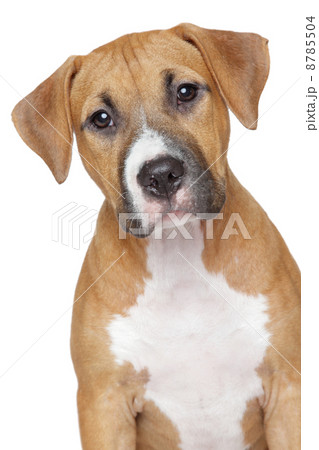 American staffordshire puppy on white background 8785504
