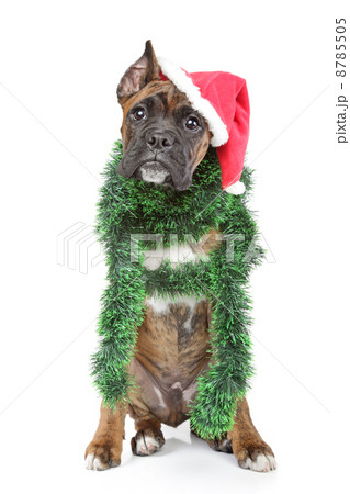 Boxer dog waits for the holiday 8785505
