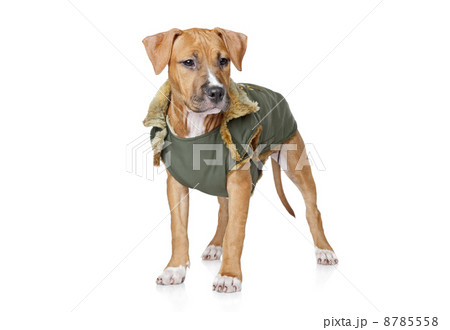 Staffordshire terrier puppy on a white background 8785558