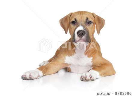 American staffordshire puppy American staffordshire puppy 8785596