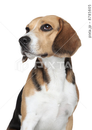 Beagle puppy portrait. (Selective focus) 8785605