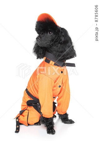 Toy poodle in dog sportswear 8785606