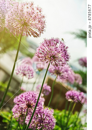 Close up of the flowers of some allium 8785677