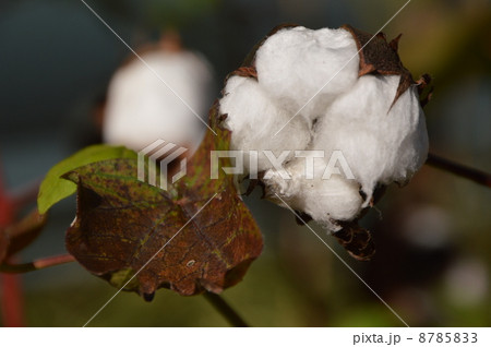 八王子の１１月 8785833