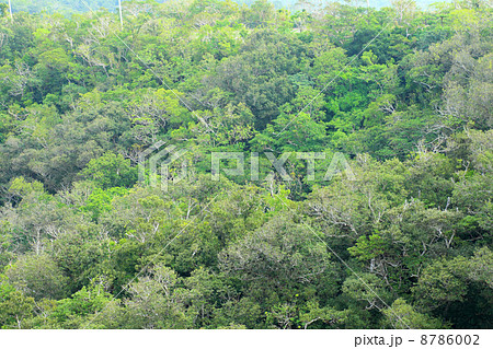 石垣島・バンナ岳の森 石垣島・バンナ岳の森 8786002