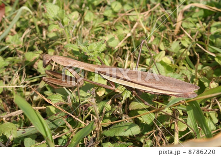 オオカマキリ オオカマキリ 8786220