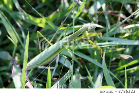 オオカマキリ オオカマキリ 8786222