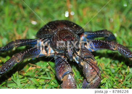 ヤシガニ 8786226