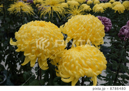 菊 8786480