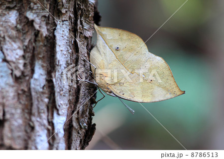 コノハチョウ コノハチョウ 8786513