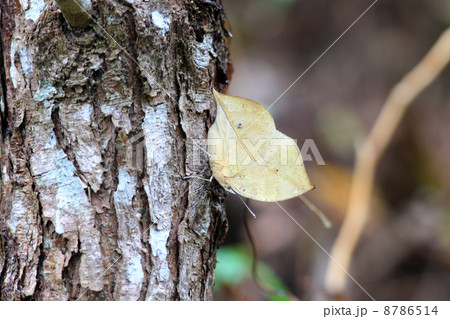 コノハチョウ 8786514