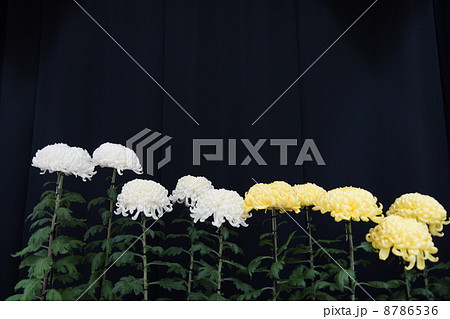 菊 8786536