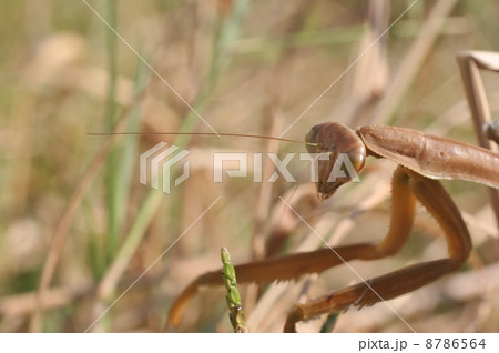 オオカマキリ 8786564