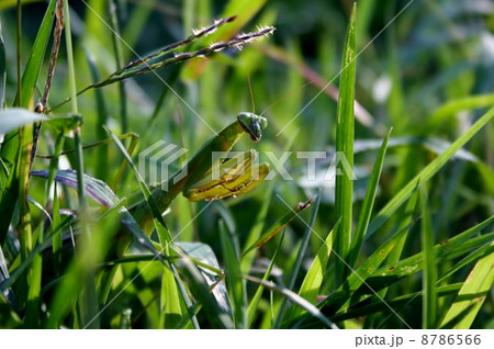 カマキリ カマキリ 8786566