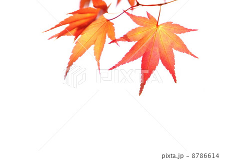 カエデの紅葉 カエデの紅葉 8786614