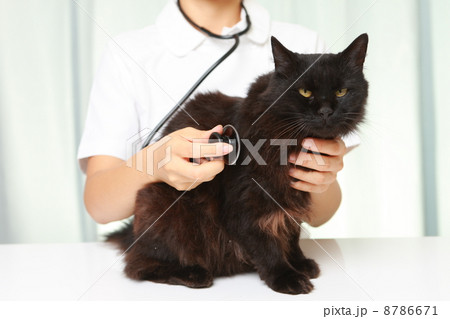 猫を診察する獣医師 8786671