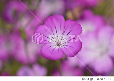 ムギナデシコ 8787111