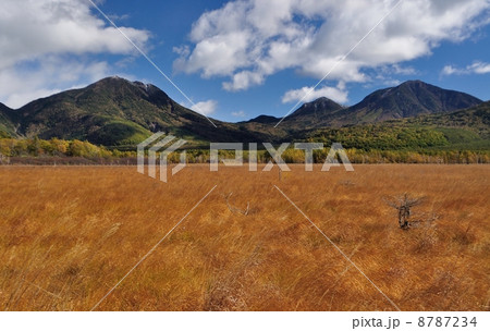 戦場ヶ原の草紅葉 戦場ヶ原の草紅葉 8787234