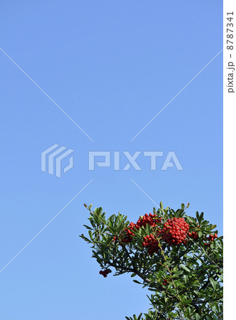 ピラカンサ 8787341