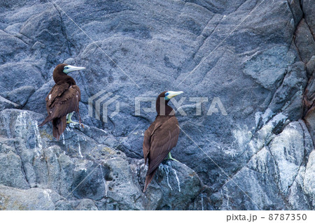 カツオドリ 8787350